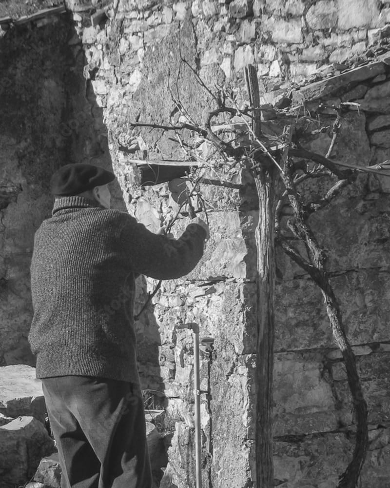 Symbolbild: alter Mann schneidet einen Rebstock an einer Steinmauer, von hinten, schwarzweiss